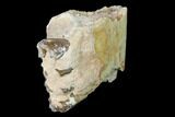 Oreodont (Merycoidodon) Jaw Section - South Dakota #140908-1